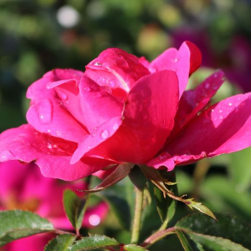Gartenfreund® floribunda roos
